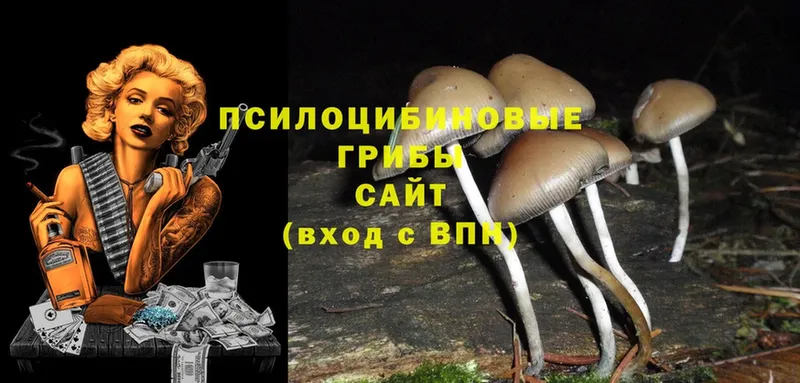 Галлюциногенные грибы Cubensis Красный Холм